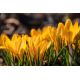 Krokus Goldilocks - 10 szt.