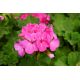 Pelargonia różowa