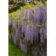 Wisteria niebiesko-fioletowa - Glicynia chińska, Słodin - najpiękniejsze pnącze świata - sadzonka
