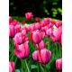 Tulipan Van Eijk - 5 szt.
