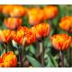 Tulipan Orange Princess - 5 szt.