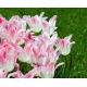 Tulipan Holland Chic - 5 szt.