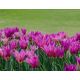 Tulipan Maytime - 5 szt.