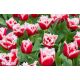 Tulipan Canasta - 5 szt.