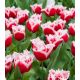 Tulipan Canasta - 5 szt.