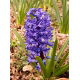 Hiacynt Blue Pearl - op. 3 szt.