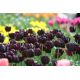 Tulipan Black Hero - 5 szt.
