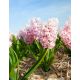 Hiacynt China Pink - op. 3 szt.