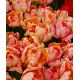 Tulipan Salmon Parrot - 5 szt.
