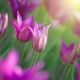 Tulipan Maytime - 5 szt.