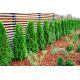 Thuja, Tuja, Żywotnik - Brabant - sadzonka - 20 - 30 cm