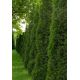 Thuja, Tuja, Żywotnik - Brabant - sadzonka - 40 - 60 cm