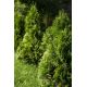 Thuja, Tuja, Żywotnik - Brabant - sadzonka - 40 - 60 cm