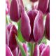 Tulipan Arabian Mystery - opak. 5 szt.