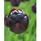 Tulipan Black Hero - 5 szt.