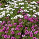 Osteospermum - mieszanka