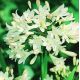Agapant biały - Agapanthus White