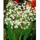 Czosnek neapolitański - Allium neapolitanum - 20 szt.