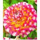 Dalia - Hawaii