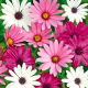 Osteospermum - mieszanka