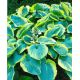 Funkia - Hosta Francess Williams