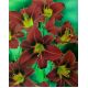 Liliowiec Black Prince
