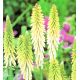 Kniphofia biała - 1 szt.