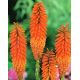 Kniphofia pomarańczowa - 1 szt.