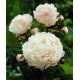 Piwonia, Paeonia - Shirley Temple - sadzonka