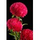 Aster - Polska Flaga