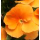 Bratek wielkokwiatowy - pomarańczowy Orange Sun