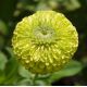 Cynia liliput