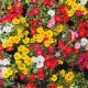 Portulaka