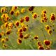 Kosmidium