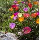 Portulaka