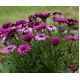 Osteospermum - mieszanka