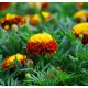 Aksamitka Orange Flame - rozpierzchła, anemonowa