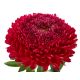 Aster - Polska Flaga