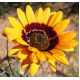 Wenidium