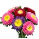 Aster pomponowy - mix kolorów