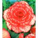 Begonia - Marmorata - czerwono-biała - 2 szt.
