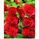 Malwa czerwona - Red - 1 szt.