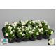 Begonia stale kwitnąca w doniczce - biała - sadzonka 10 cm