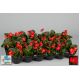 Begonia stale kwitnąca w doniczce - czerwona - sadzonka 10 cm