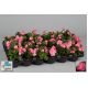 Begonia stale kwitnąca w doniczce - różowa - sadzonka 10 cm