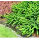 Berberys Thunberga - Green Carpet - sadzonka