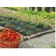 Folia perforowana pod truskawki - 1,4 m x 10 m