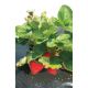Folia perforowana pod truskawki - 1,4 m x 10 m