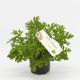 Geranium, anginka, pelargonia pachnąca - intensywnie cytrynowa - odstrasza komary - sadzonka 20 cm