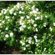 Ketmia syryjska, Hibiskus - William R. Smith - sadzonka